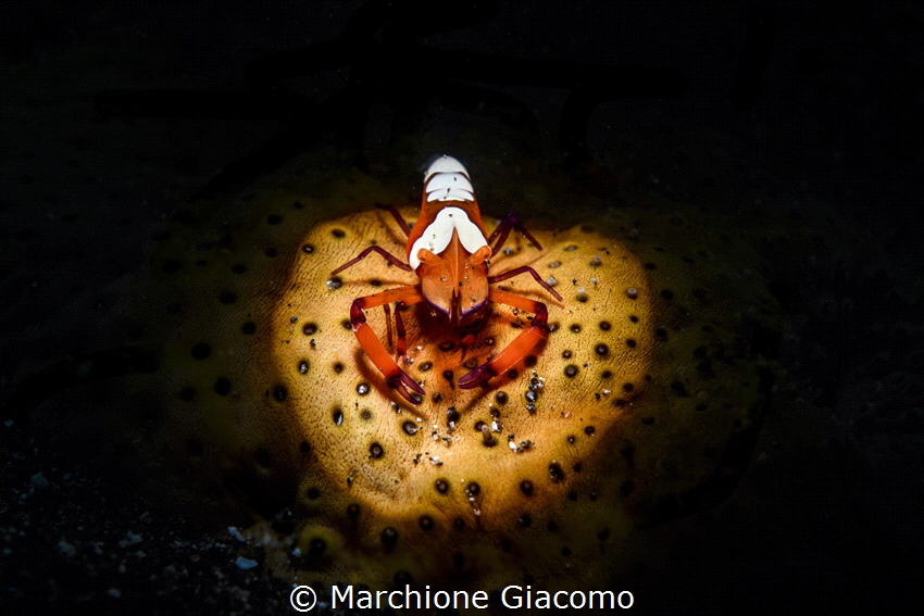 Zenopontonia rex take with snoote by Marchione Giacomo 