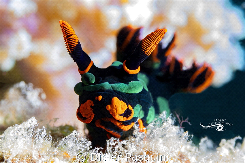NEMBROTHA DE KUBARY - Nembrotha kubaryana 
Mauritius 2023 by Didier Pasquini 