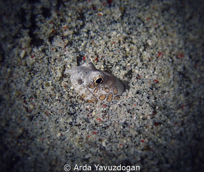 the napoleon sea snake by Arda Yavuzdogan 