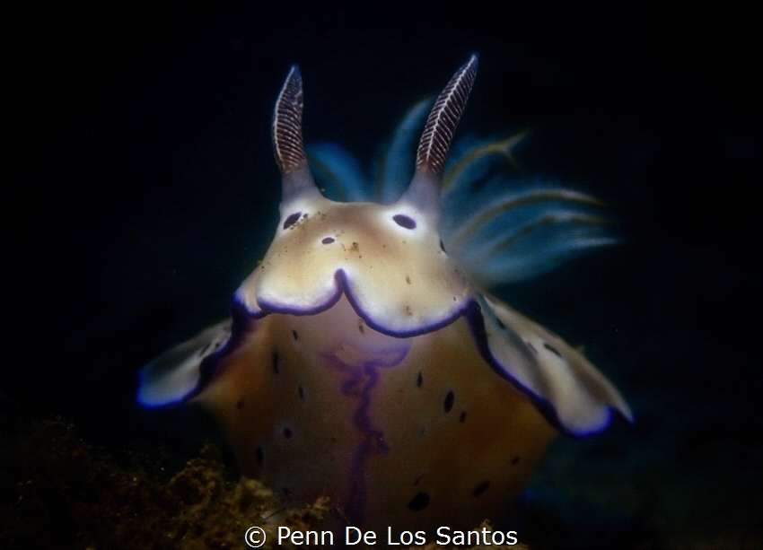 Hypselodoris tyroni by Penn De Los Santos 