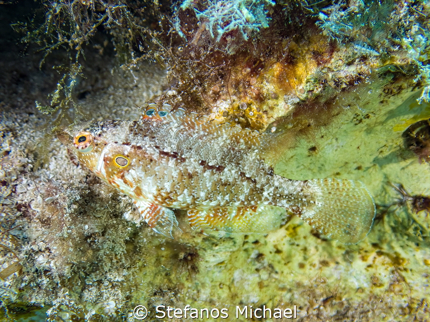 Wrasse - Pteragogus trispilus by Stefanos Michael 