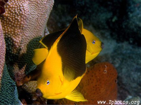 Rock beauties are generally very shy and hard to photo. U... by Zaid Fadul 