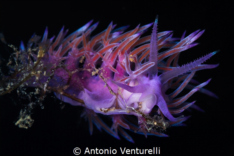A macro photo on a black background of a beautiful Flabel... by Antonio Venturelli 