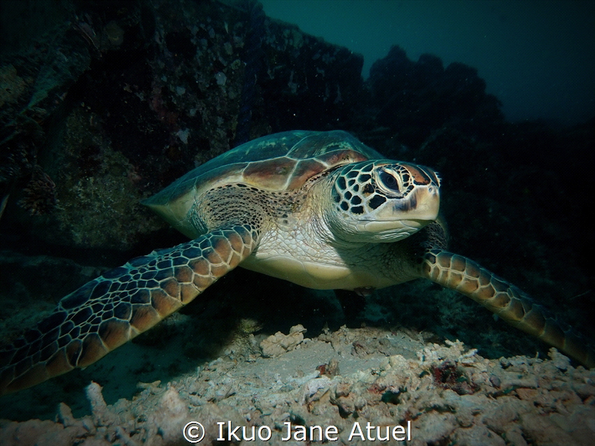 Resting turtle in Kontiki, Cebu, Philippines, using TG6 w... by Ikuo Jane Atuel 