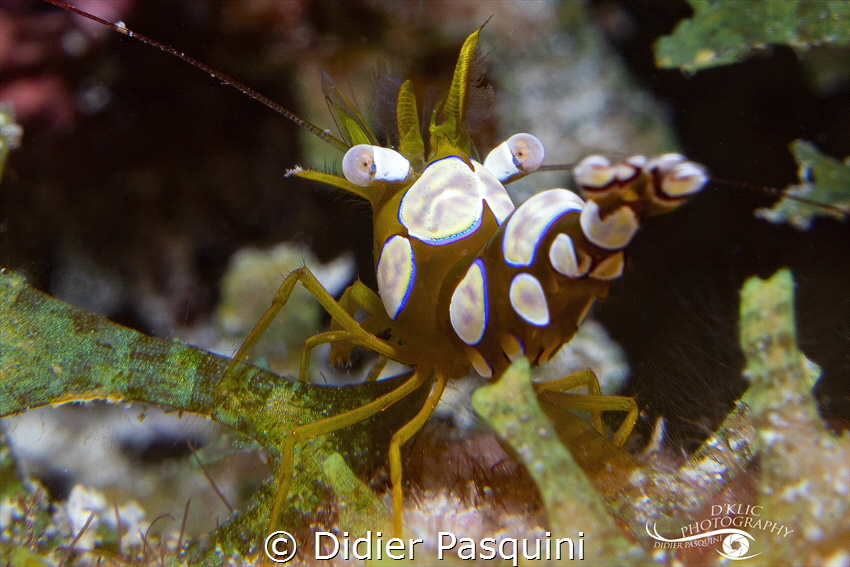 CREVETTE THOR - Thor amboinensis 
MAURITIUS 2023 by Didier Pasquini 
