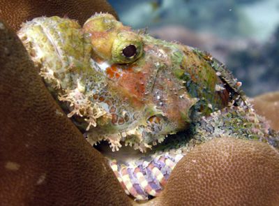 Bearded Scorpionfish at Bida Nok Bay, Phi Phi Island shot... by Tobias Reitmayr 