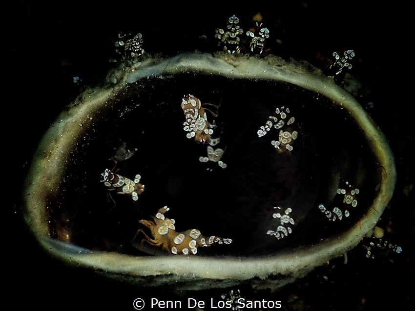 Sexy shrimps party. by Penn De Los Santos 