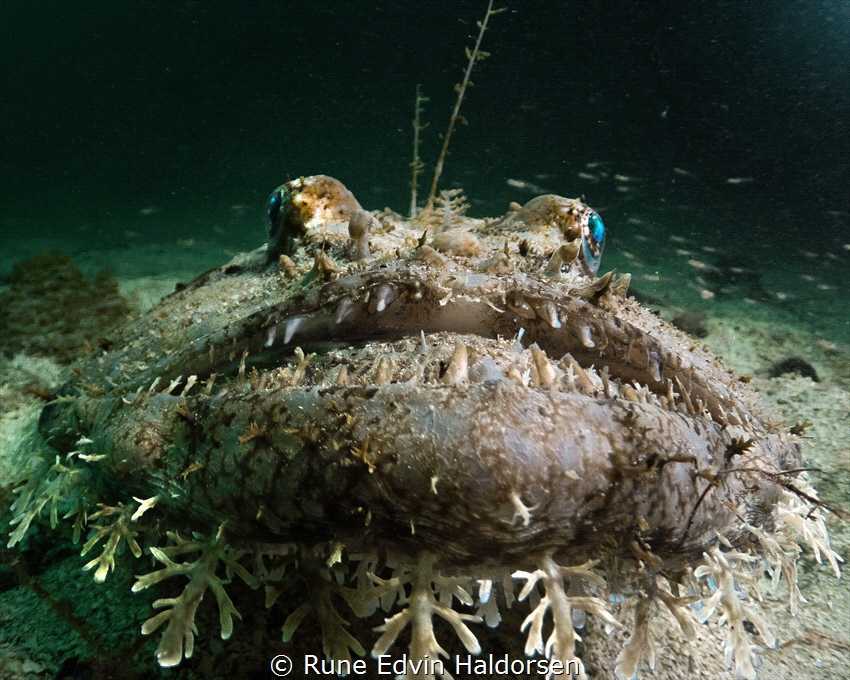 A monkfish, Bømlo, Norway by Rune Edvin Haldorsen 