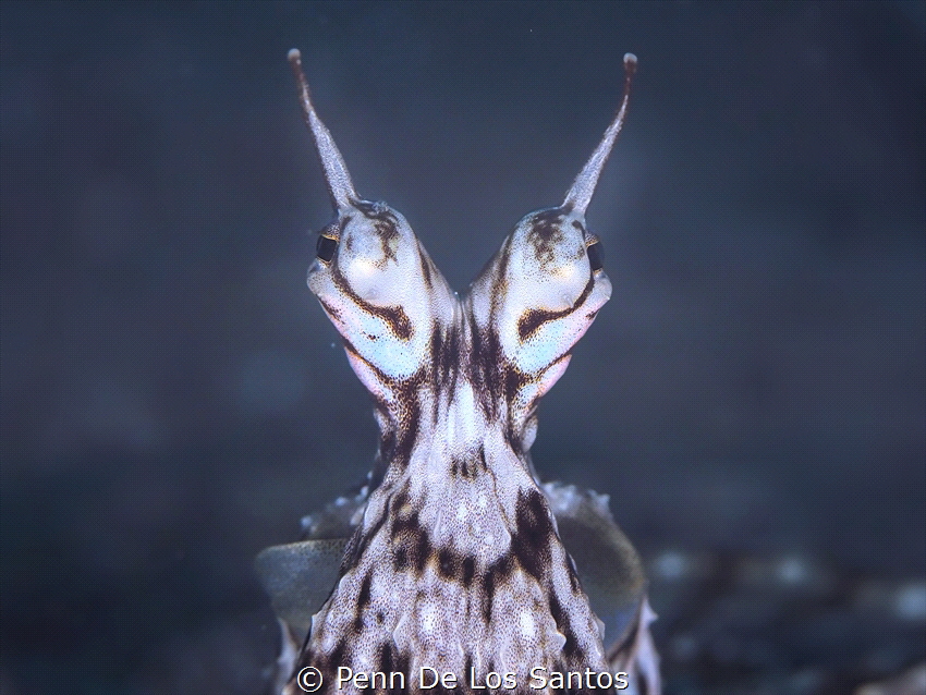 Master of Mimicry. by Penn De Los Santos 