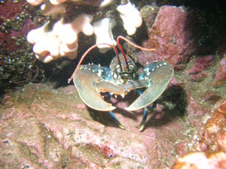 Sea & Sea Housing With Nikon Coolpix 5400 Taken While Div... by Kevin Hewitt-Devine 