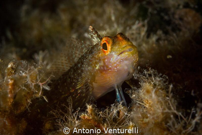 Trypterigion tripteronotum photographed just a few meters... by Antonio Venturelli 