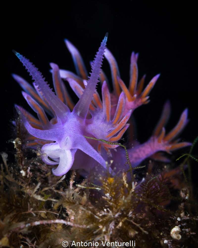 Flabellina _Aug 2023
(Canon100,1/200,f16,iso160) by Antonio Venturelli 