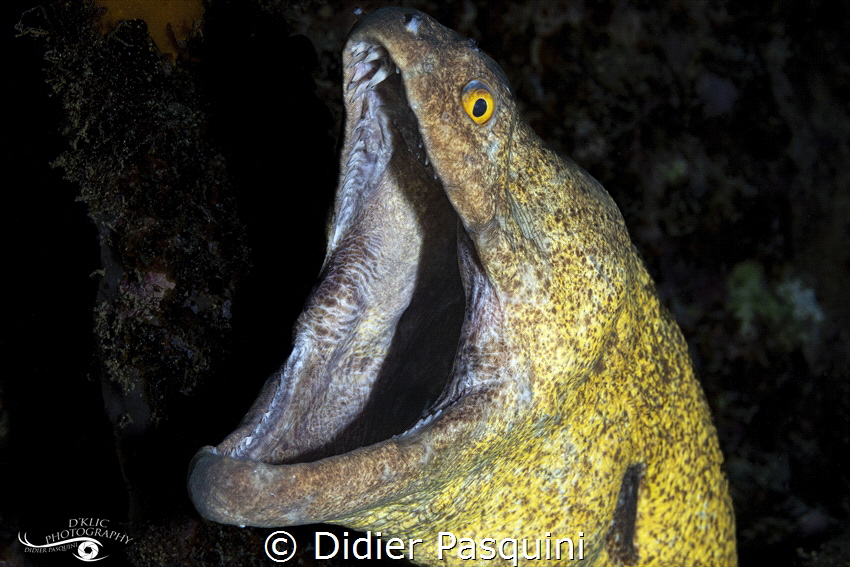 MURENE TACHES JAUNES - Gymnothorax flavimarginatus 
Maur... by Didier Pasquini 
