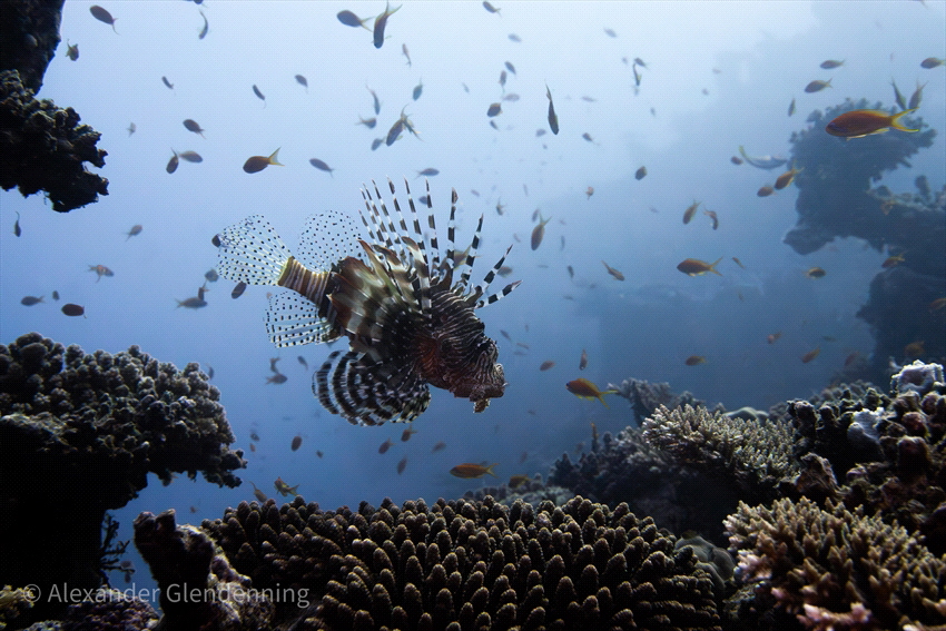 Lionfish at the Ulysses wreck (1887) of the Red Sea. I'd ... by Alex Glendenning 