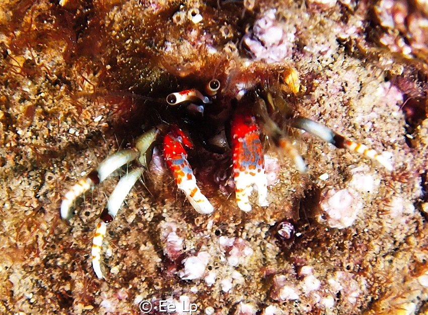 Calcinus tubularis (sedentary hermit crab). (f/8, 1/80, I... by E&e Lp 