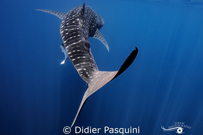 REQUIN BALEINE-Rhincodon typus
Nosy be 2022 by Didier Pasquini 