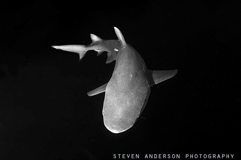 solo swimming - Lemons of Palm Beach FL by Steven Anderson 