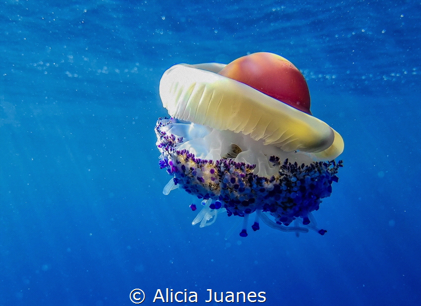 Cotylorhiza tuberculata yellyfish captured in Cabo de Pal... by Alicia Juanes 