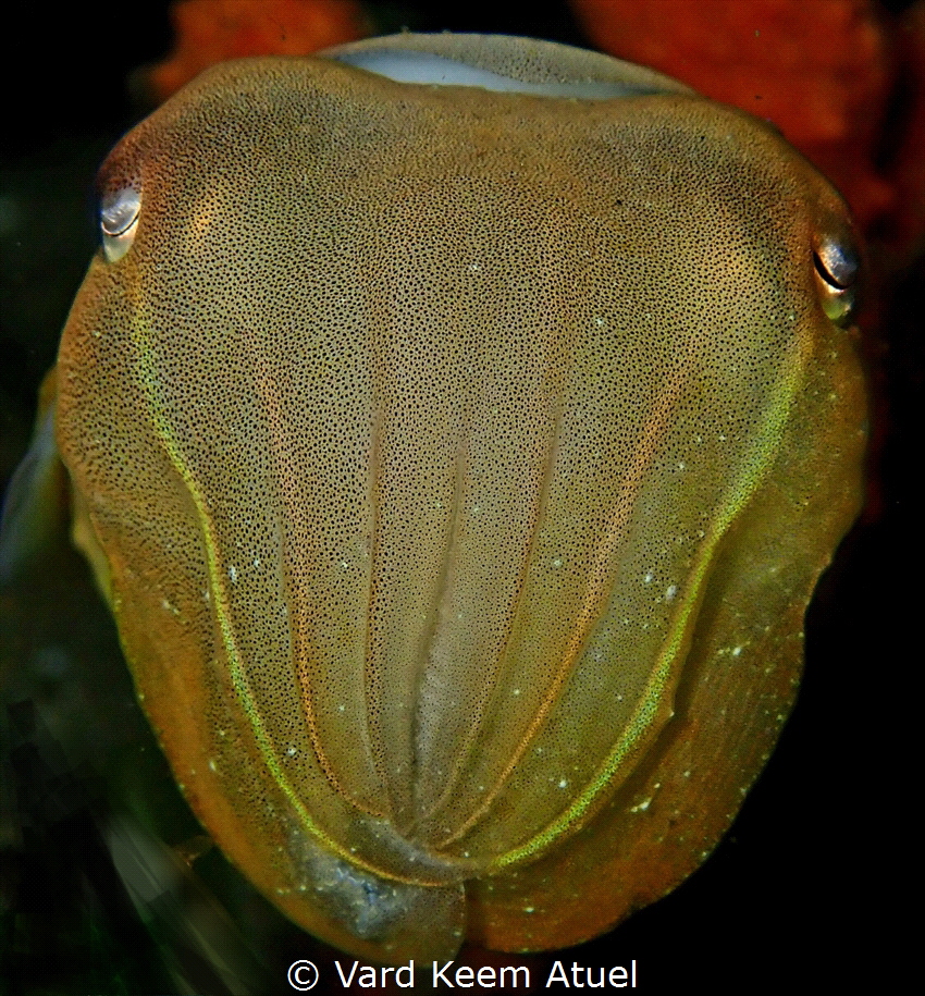 The cuttlefish's face glows with a subtle, ethereal radia... by Vard Keem Atuel 
