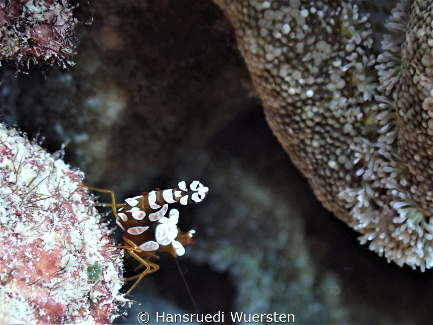 Peacock-tail Anemone Shrimp (White-Patched Anemone Shrimp... by Hansruedi Wuersten 