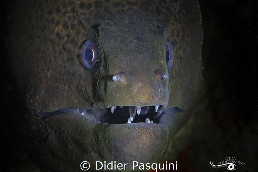 Gymnothorax javanicus 
Nosy Be 2022 by Didier Pasquini 