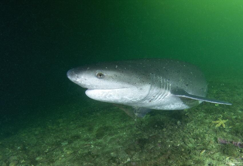 sevengill shark by Pieter Firlefyn 
