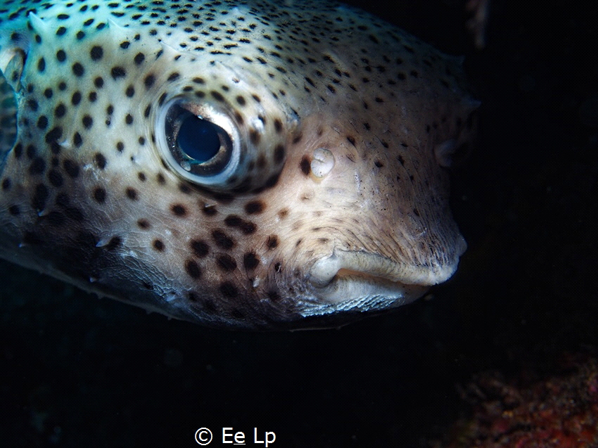 Chilomycterus reticulatus (spotted burrfish). (f/8, 1/80,... by E&e Lp 