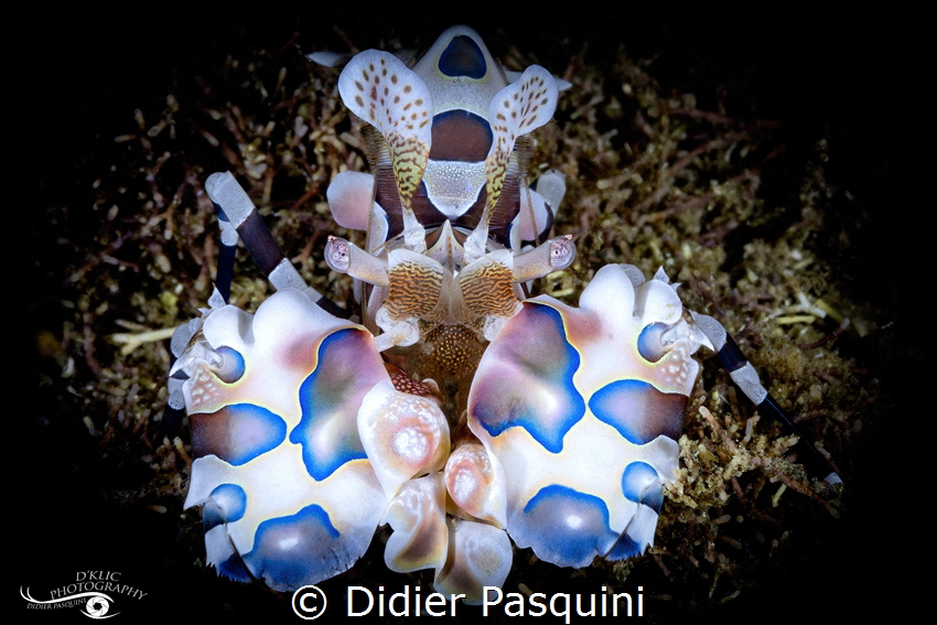 CREVETTE ARLEQUIN Hymenocera picta 
REUNION 2022 by Didier Pasquini 