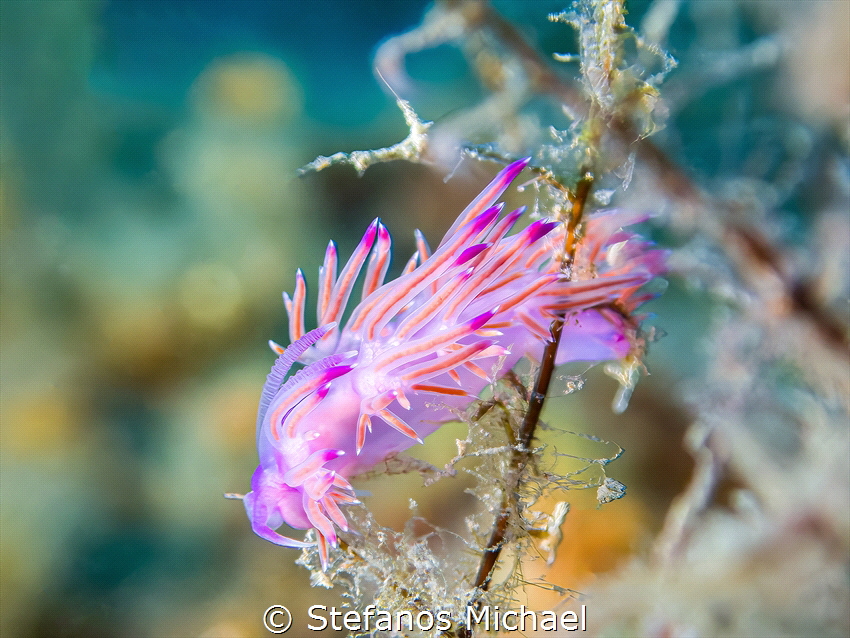 Aeolid Nudibranch - Flabellina affinis by Stefanos Michael 