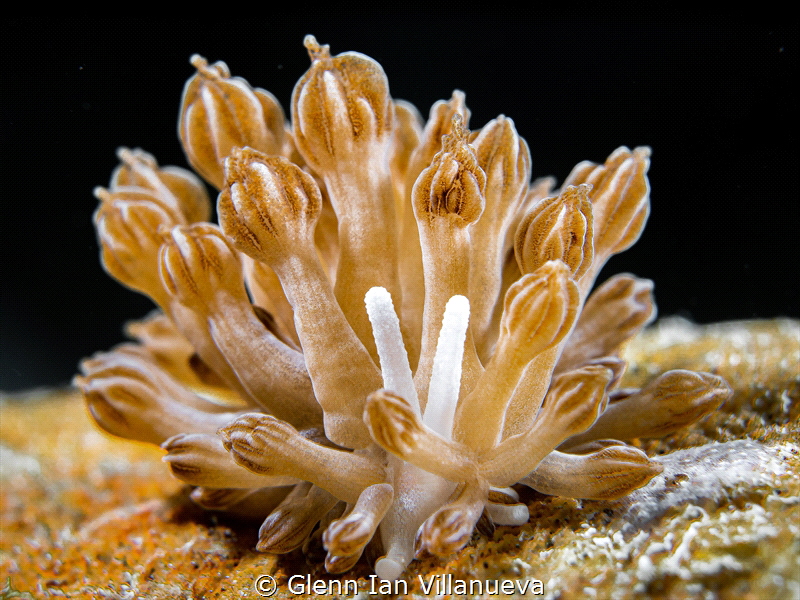 This is a photo of a nudibranch fondly called "rodman" in... by Glenn Ian Villanueva 