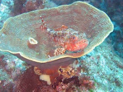 Sergeant Baker fish at the Solitary Islands. Canon by Andy Thirlwell 