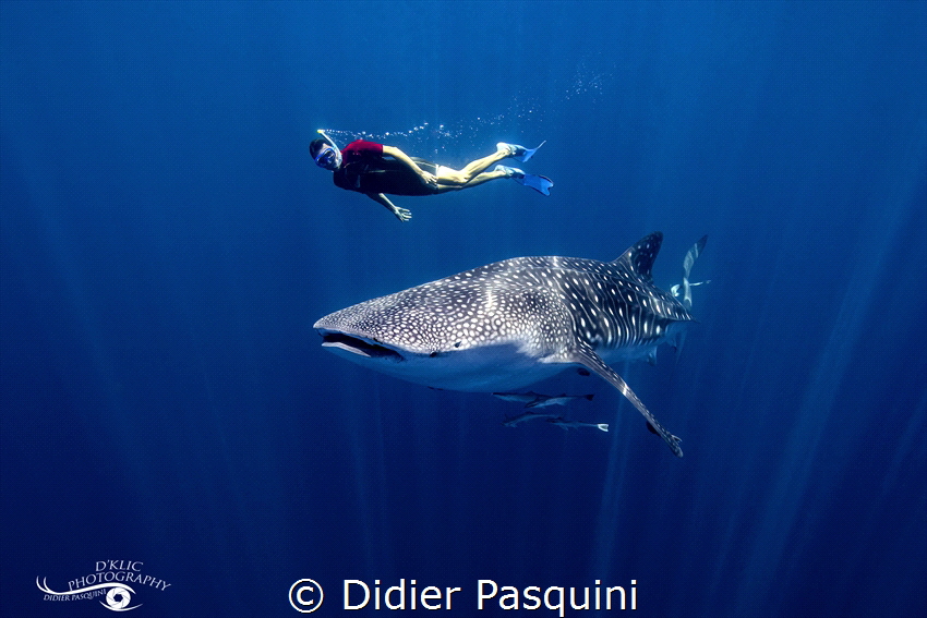 REQUIN BALEINE-Rhincodon typus
NOSY BE 2022 by Didier Pasquini 