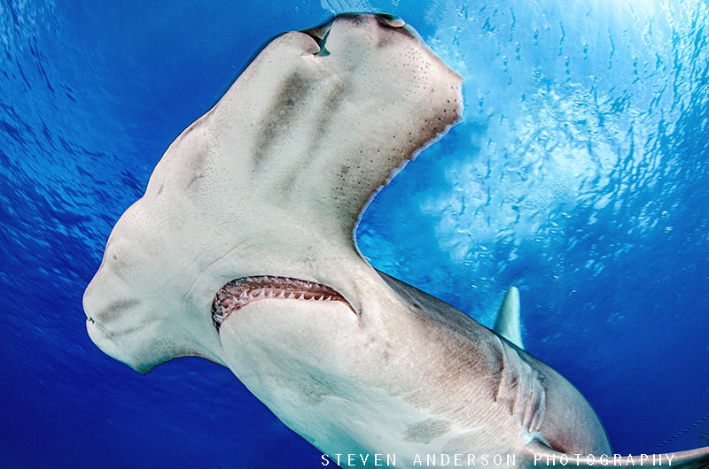 Hammer season is here! Bimini Bahamas by Steven Anderson 