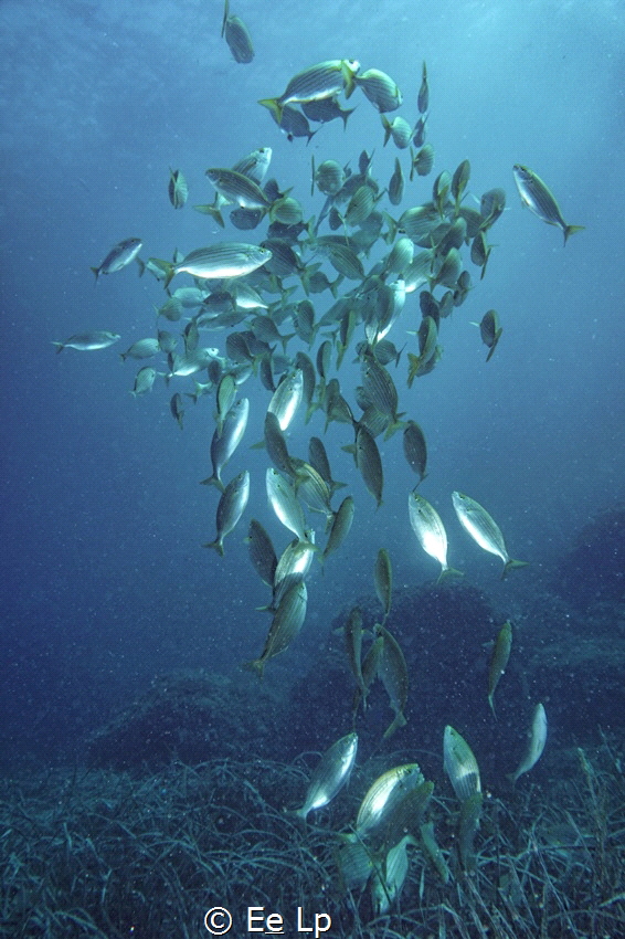 Sarpa salpa (salema) rising up from the seafloor. (f/6.3,... by E&e Lp 