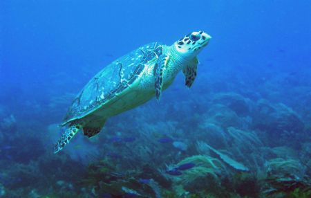 5050 olympus with inon d2000 strobe,Cancun Mexico by Steven Pahel 