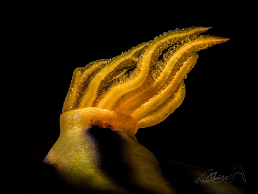 yellow lungs by Marc Van Den Broeck 