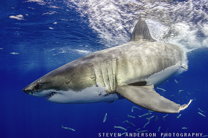 The entry after a breach is amazing!!!! Great Whites at G... by Steven Anderson 