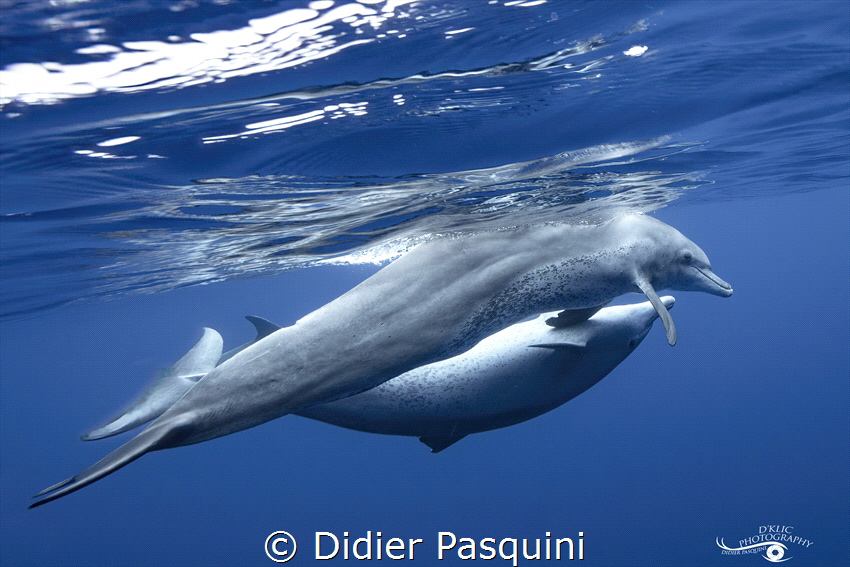 TURSIOPS ADUNCUS 
REUNION 2022 by Didier Pasquini 