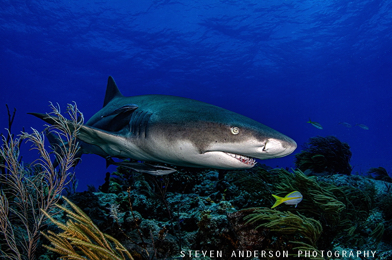 Making Lemonade!!!! Tiger Beach - Bahamas by Steven Anderson 