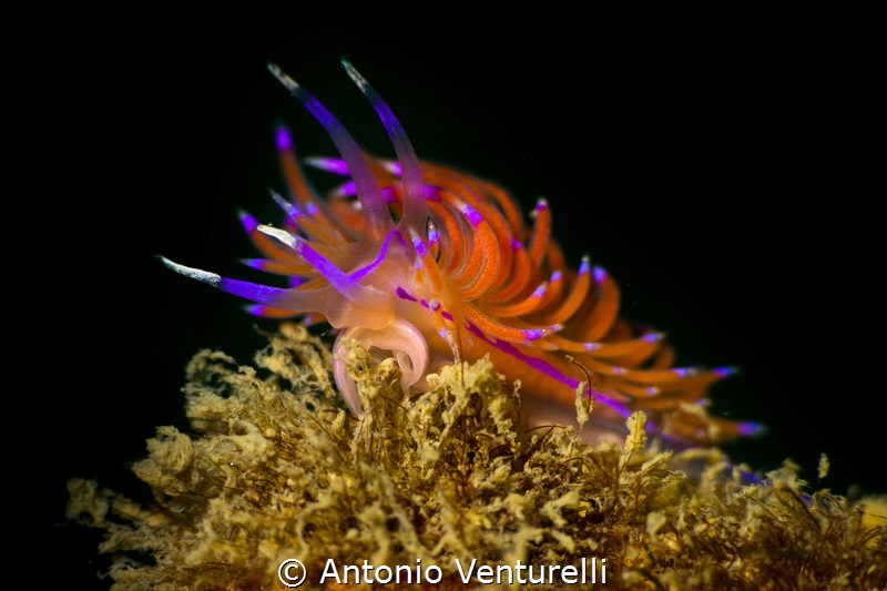 Coryphellina rubrolineata_2023
(Canon100,1/250,f16,iso100) by Antonio Venturelli 