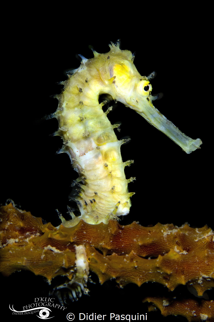 HIPPOCAMPE Hérissé - hippocampus histrix 
Nosy be 2022 by Didier Pasquini 
