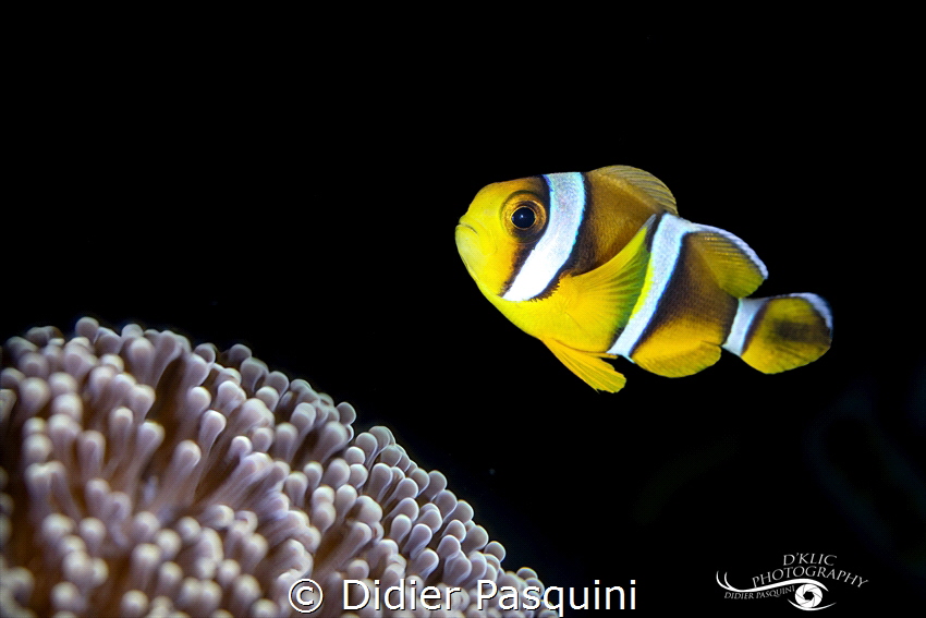 POISSON CLOWN DE MAURICE - Amphiprion chrysogaster 
REUN... by Didier Pasquini 
