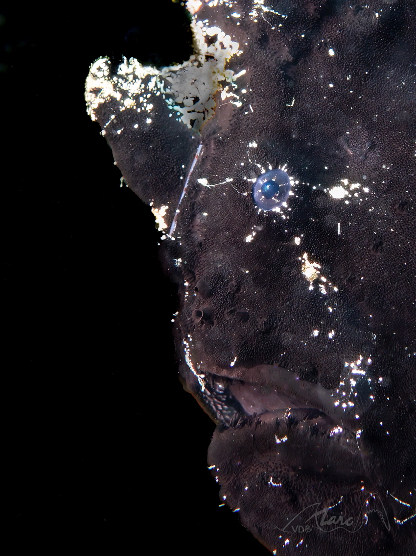 blue eye by Marc Van Den Broeck 
