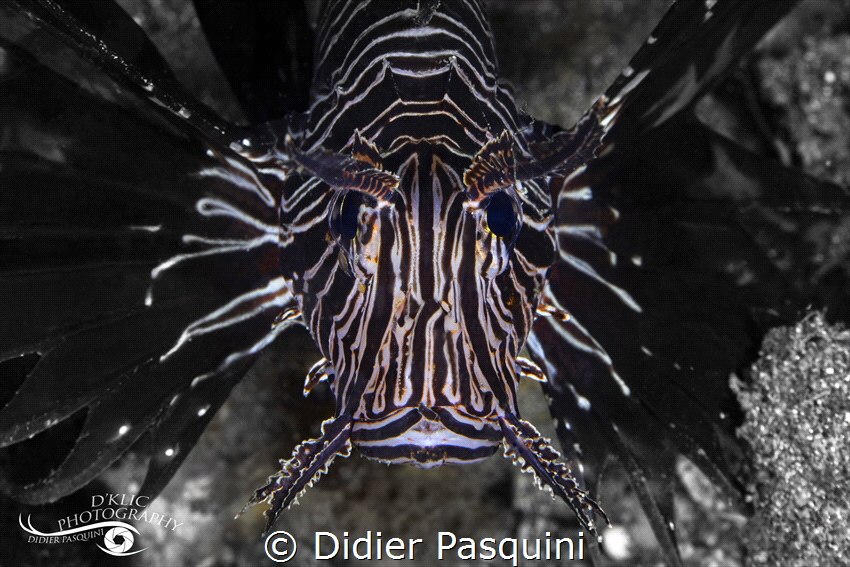 RASCASSE VOLANTE - Pterois Miles
REUNION 2023 by Didier Pasquini 