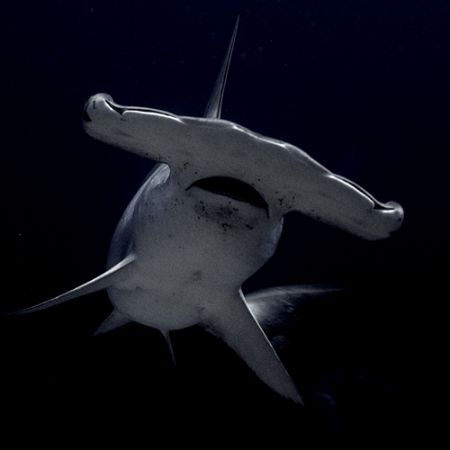 Getting a bit close! Galapagos 2006. by Chris Wildblood 