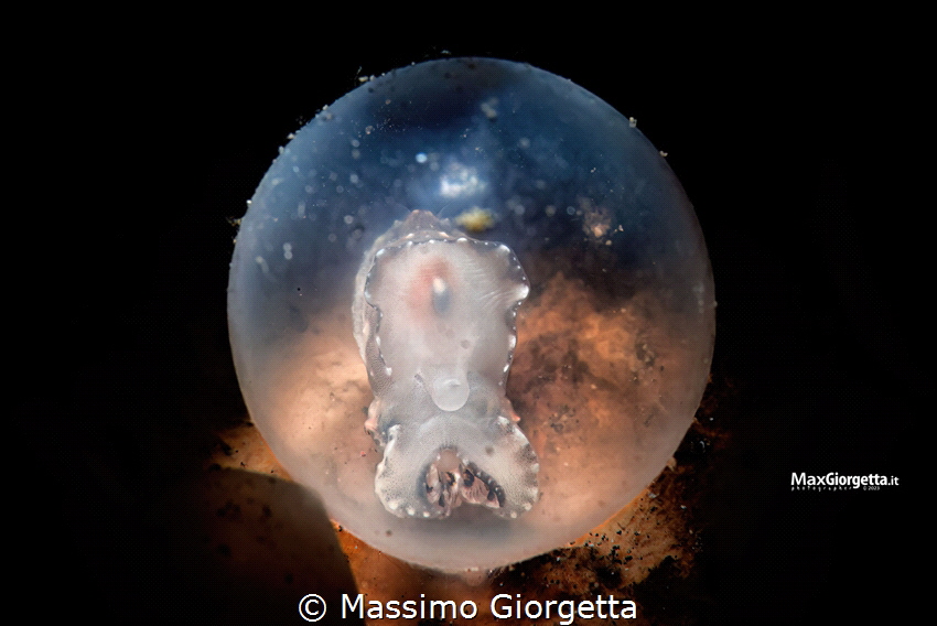 Flamboyant egg with new life by Massimo Giorgetta 