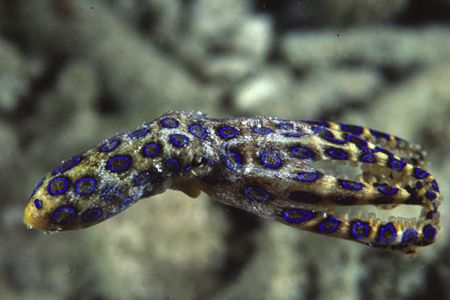 Blue ring Octopus trying to outswim the flounder that sub... by Richard Smith 
