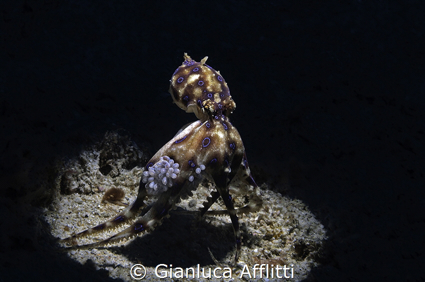 BLUE RING WITH EGGS by Gianluca Afflitti 