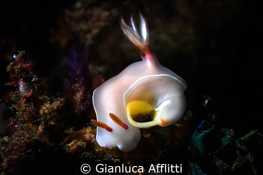 FUTURE NUDIBRANCHIA MOTHER by Gianluca Afflitti 