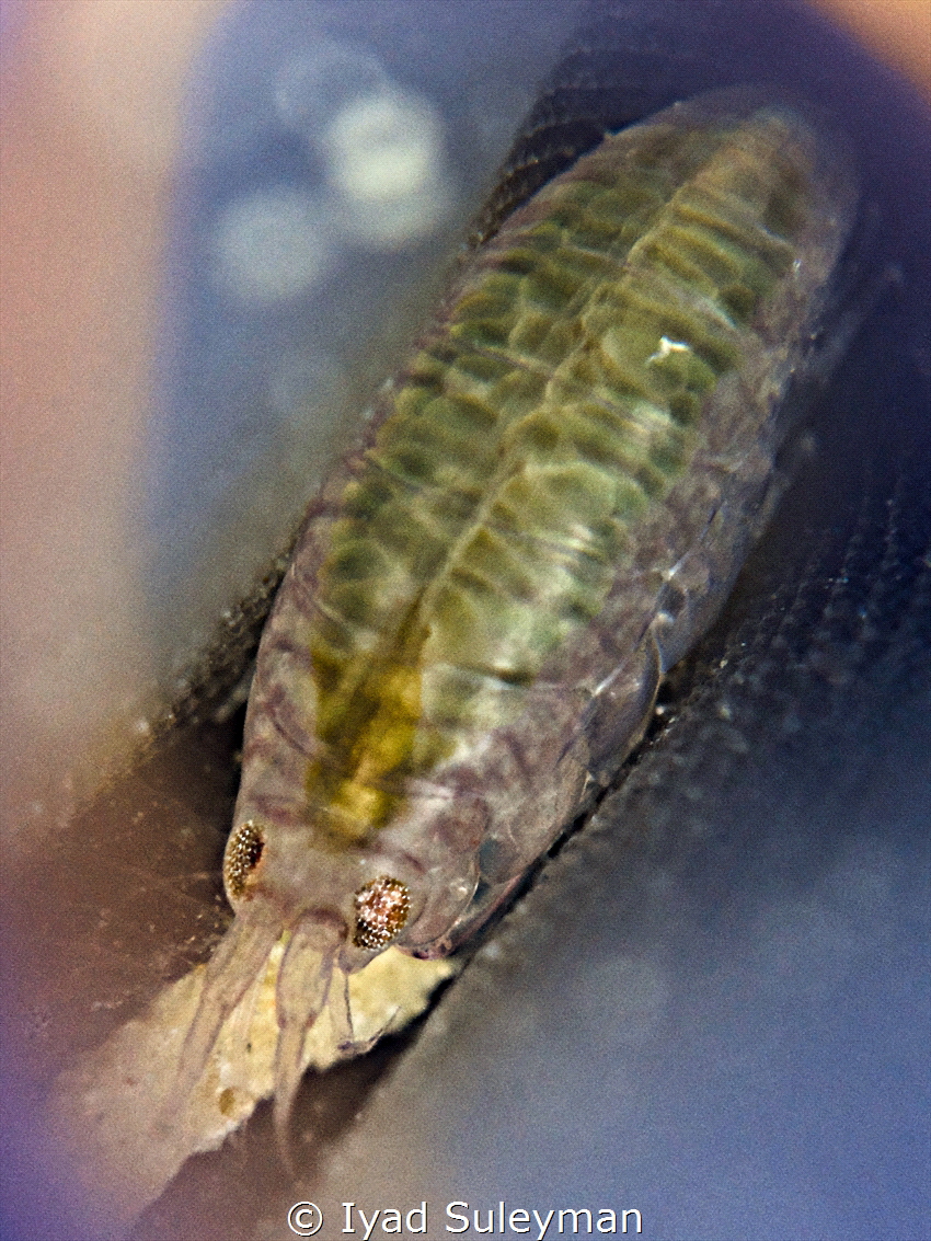 Shrimp Inside Tunicate by Iyad Suleyman 